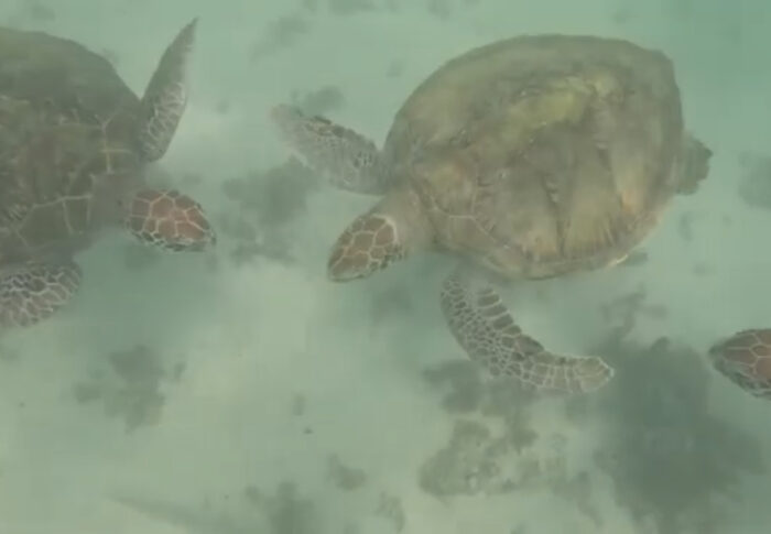 Découverte des fonds marins de Trou aux Biches